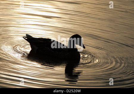 schwarze Silhouette einer Ente bei Sonnenuntergang an einem See mit Wellen Stockfoto