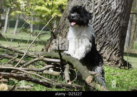 Schapendoes Hund / Holländischen Schäferhund Welpen stehen auf Zweigen Stockfoto