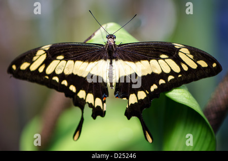 Rückansicht des ein Schwalbenschwanz-Schmetterling auf einem Blatt Stockfoto