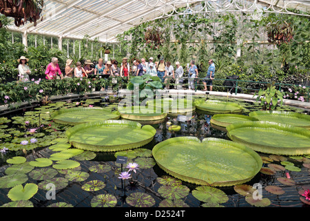 Die riesigen Amazonas Wasser Lilien im Haus Seerose, The Royal Botanic Gardens, Kew, Surrey, England. Stockfoto