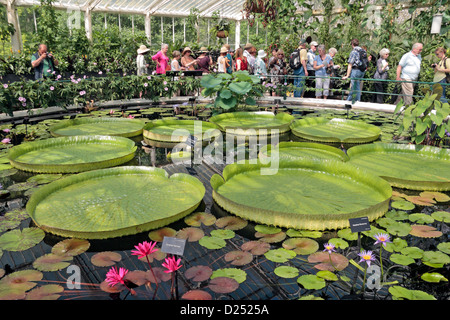 Die riesigen Amazonas Wasser Lilien im Haus Seerose, The Royal Botanic Gardens, Kew, Surrey, England. Stockfoto