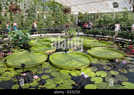 Die riesigen Amazonas Wasser Lilien im Haus Seerose, The Royal Botanic Gardens, Kew, Surrey, England. Stockfoto