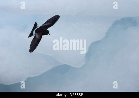 Wilsons-Sturmschwalbe (Oceanites Oceanicus Exasperatus) auf Nahrungssuche unter frech Eis in Hope Bay, Antarktis. Stockfoto