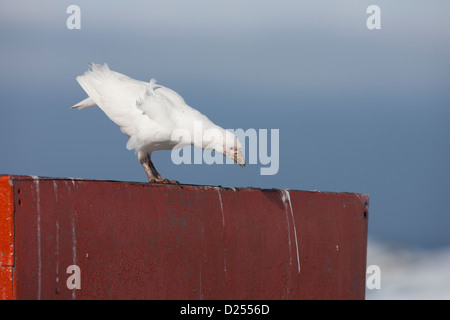 Verschneiten Scheidenschnabel (Chionis Albus) in Hope Bay, Antarktis. Stockfoto