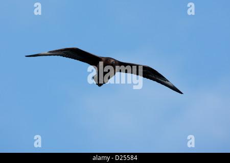 South Polar Skua (Stercorarius Maccormicki) im Flug über Hope Bay, Antarktis. Stockfoto