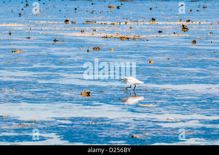 Östlichen Reef-Reiher (Ardea Sacra), auf Ebbe Riffplateau, Lady Elliot Island, Great Barrier Reef, Queensland, Australien Stockfoto