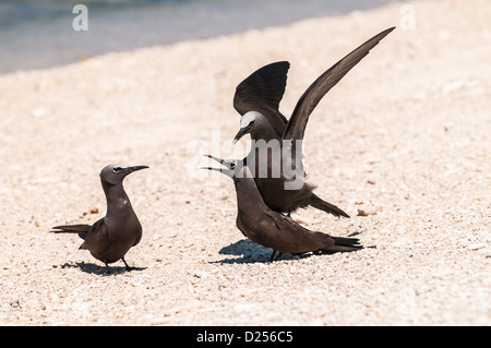 Gemeinsame Schlankschnabelnoddies (Anous Stolidus), am Strand, Paarung, Lady Elliot Island, Great Barrier Reef, Queensland, Australien Stockfoto