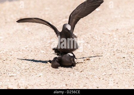 Gemeinsame Schlankschnabelnoddies (Anous Stolidus), am Strand, Paarung, Lady Elliot Island, Great Barrier Reef, Queensland, Australien Stockfoto