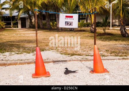 Gemeinsamen Noddy (Anous Stolidus), nisten in einen Pfad im Lady Elliot Island Resort, Great Barrier Reef, Queensland, Australien Stockfoto