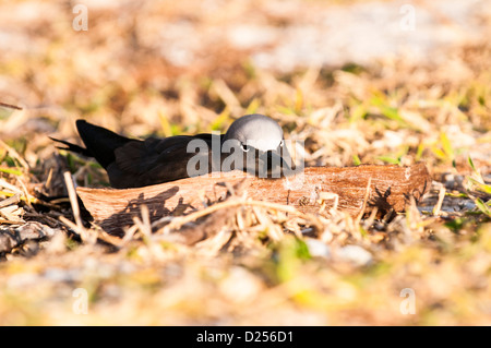 Gemeinsamen Noddy (Anous Stolidus), Lady Elliot Island, Great Barrier Reef, Queensland, Australien Stockfoto