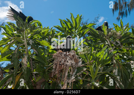 Gemeinsame Schlankschnabelnoddies (Anous Stolidus), nisten, Lady Elliot Island, Great Barrier Reef, Queensland, Australien Stockfoto