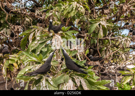 Gemeinsame Schlankschnabelnoddies (Anous Stolidus), nisten, Lady Elliot Island, Great Barrier Reef, Queensland, Australien Stockfoto