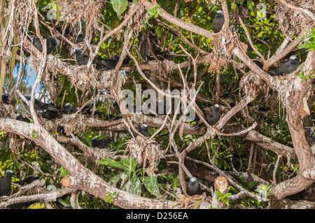 Gemeinsame Schlankschnabelnoddies (Anous Stolidus), nisten, Lady Elliot Island, Great Barrier Reef, Queensland, Australien Stockfoto