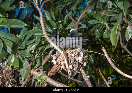 Gemeinsame Schlankschnabelnoddies (Anous Stolidus), nisten, Lady Elliot Island, Great Barrier Reef, Queensland, Australien Stockfoto