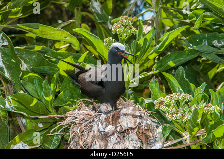 Gemeinsamen Noddy (Anous Stolidus), nisten, Lady Elliot Island, Great Barrier Reef, Queensland, Australien Stockfoto