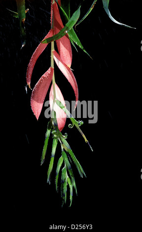 Blumen von Queen es Tränen Bromelie, Billbergia Nutans Regenguss. Stockfoto