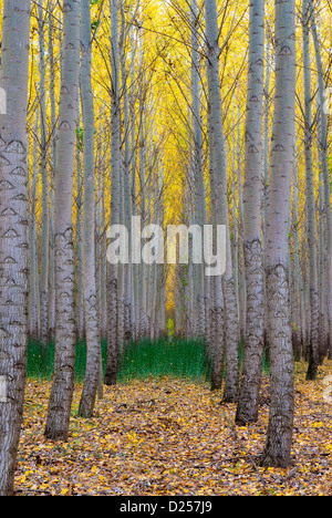Grüner Rasen auf dem Boden dieser Baumschule Wald Stockfoto