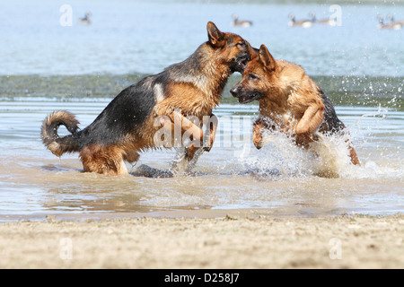 Deutscher Schäferhund Hund / Deutscher Schäferhund zwei Erwachsene zahlen im Wasser Stockfoto