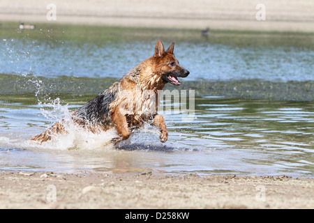 Deutscher Schäferhund Hund / Deutscher Erwachsener im Wasser laufen Stockfoto