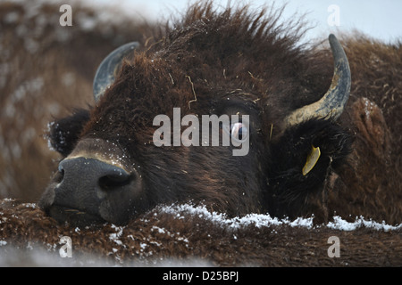 Ein Bison steckt seinen Kopf auf der Rückseite ein weiteres Bison leicht bedeckt mit Schnee in der Nähe von Erlenmoos, Deutschland, 14. Januar 2013. Foto: FELIX KAESTLE Stockfoto