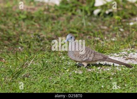 Sperbertaube (Geopelia Striata) Stockfoto