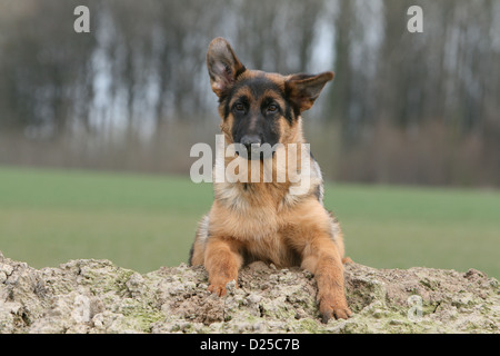 Deutscher Schäferhund Hund / Deutscher Schäferhund junge auf dem Boden liegend Stockfoto