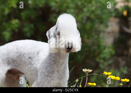 Hund Bedlington Terrier adult Porträt Gesicht Stockfoto