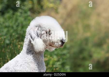 Hund Bedlington Terrier adult Porträt Profil Stockfoto