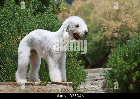 Bedlington Terrier Hund adult standard Profil Stockfoto