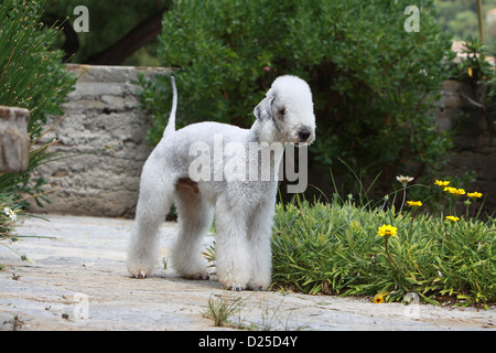 Hund Bedlington Terrier adult stehende Profil Stockfoto