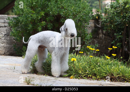 Hund Bedlington Terrier adult stehende Profil Stockfoto