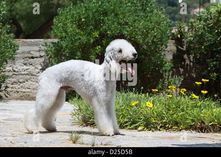 Hund Bedlington Terrier adult stehende Profil Stockfoto