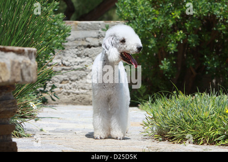 Hund Bedlington Terrier adult stehende Gesicht Stockfoto