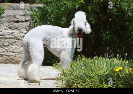 Hund Bedlington Terrier adult stehende Profil Stockfoto