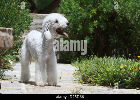 Hund Bedlington Terrier adult stehende Profil Stockfoto