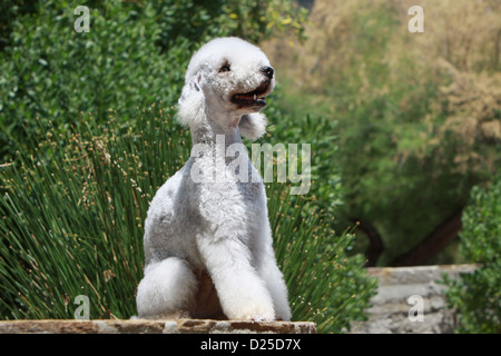 Hund Bedlington Terrier Erwachsenen auf einer Mauer sitzend Stockfoto