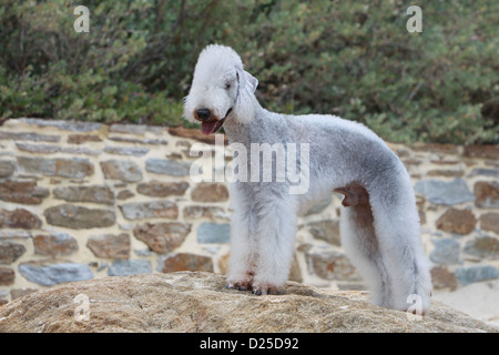 Bedlington Terrier Hund adult standard Profil Stockfoto