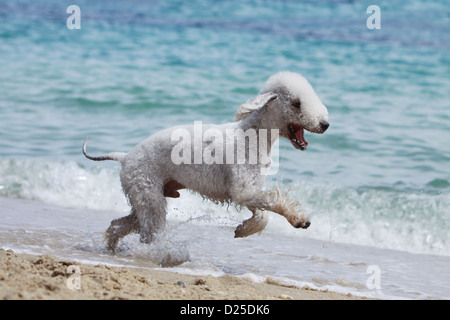 Hund Bedlington Terrier Erwachsenen laufen am Strand Stockfoto