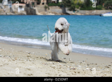 Hund Bedlington Terrier Erwachsenen laufen am Strand Stockfoto