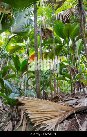 Seychellen Vallee de Mai Stockfoto