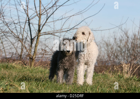 Bedlington Terrier Erwachsenen Hund und Welpe stehend Stockfoto