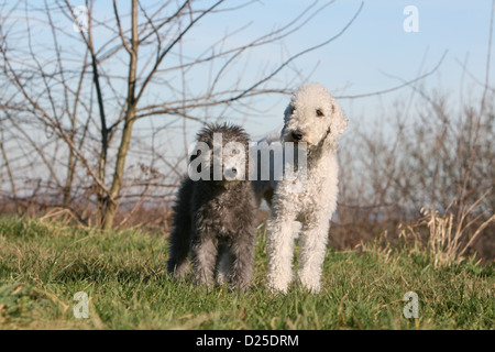 Bedlington Terrier Erwachsenen Hund und Welpe stehend Stockfoto