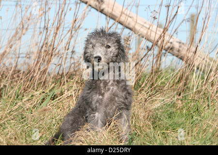 Hund Bedlington Terrier Welpen sitzen auf einer Wiese Stockfoto