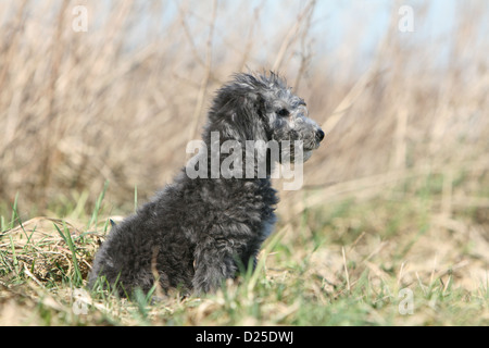 Bedlington Terrier Welpe Sitzprofil Hund Stockfoto