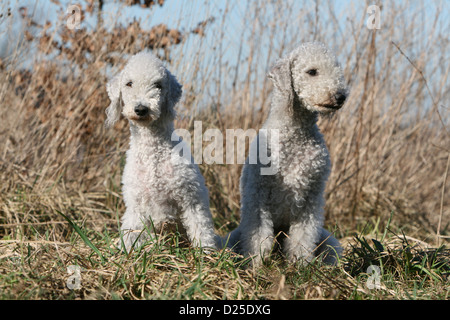 Bedlington Terrier zwei Erwachsene sitzen Hund Stockfoto