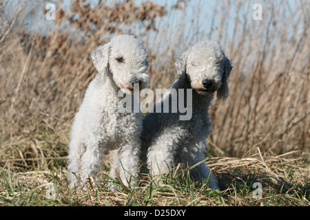 Bedlington Terrier zwei Erwachsene sitzen Hund Stockfoto