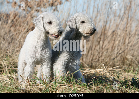 Bedlington Terrier zwei Erwachsene sitzen Hund Stockfoto