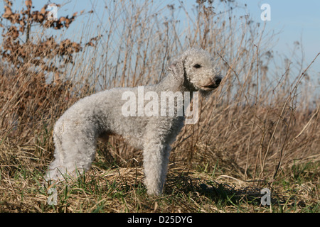 Hund Bedlington Terrier adult stehende Profil Stockfoto