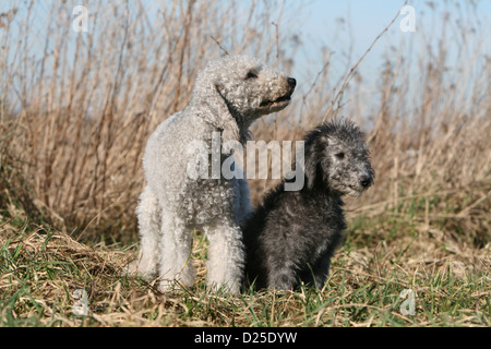 Bedlington Terrier Erwachsenen Hund und Welpen in einer Wiese Stockfoto