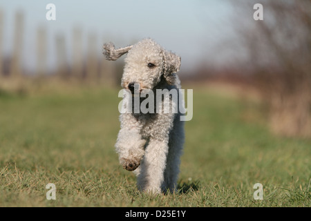 Hund Bedlington Terrier Erwachsenen laufen auf einer Wiese Stockfoto